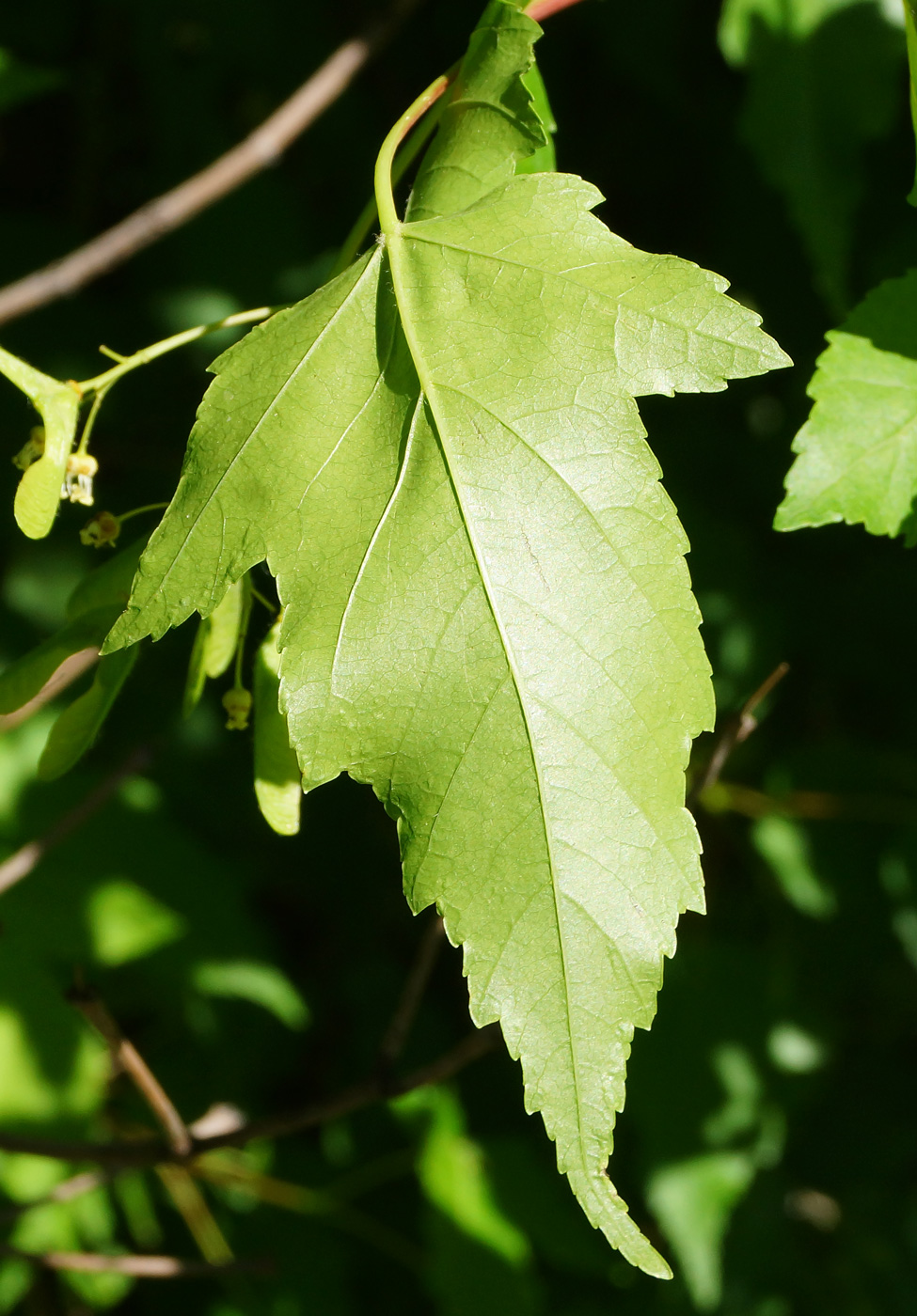 Image of Acer ginnala specimen.