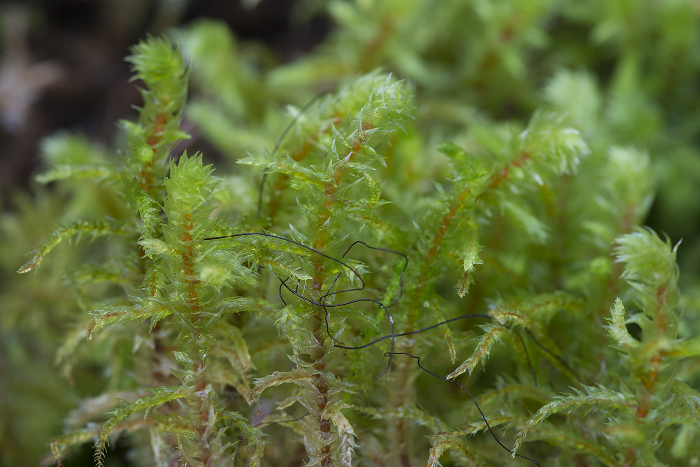 Изображение особи Rhytidiadelphus triquetrus.