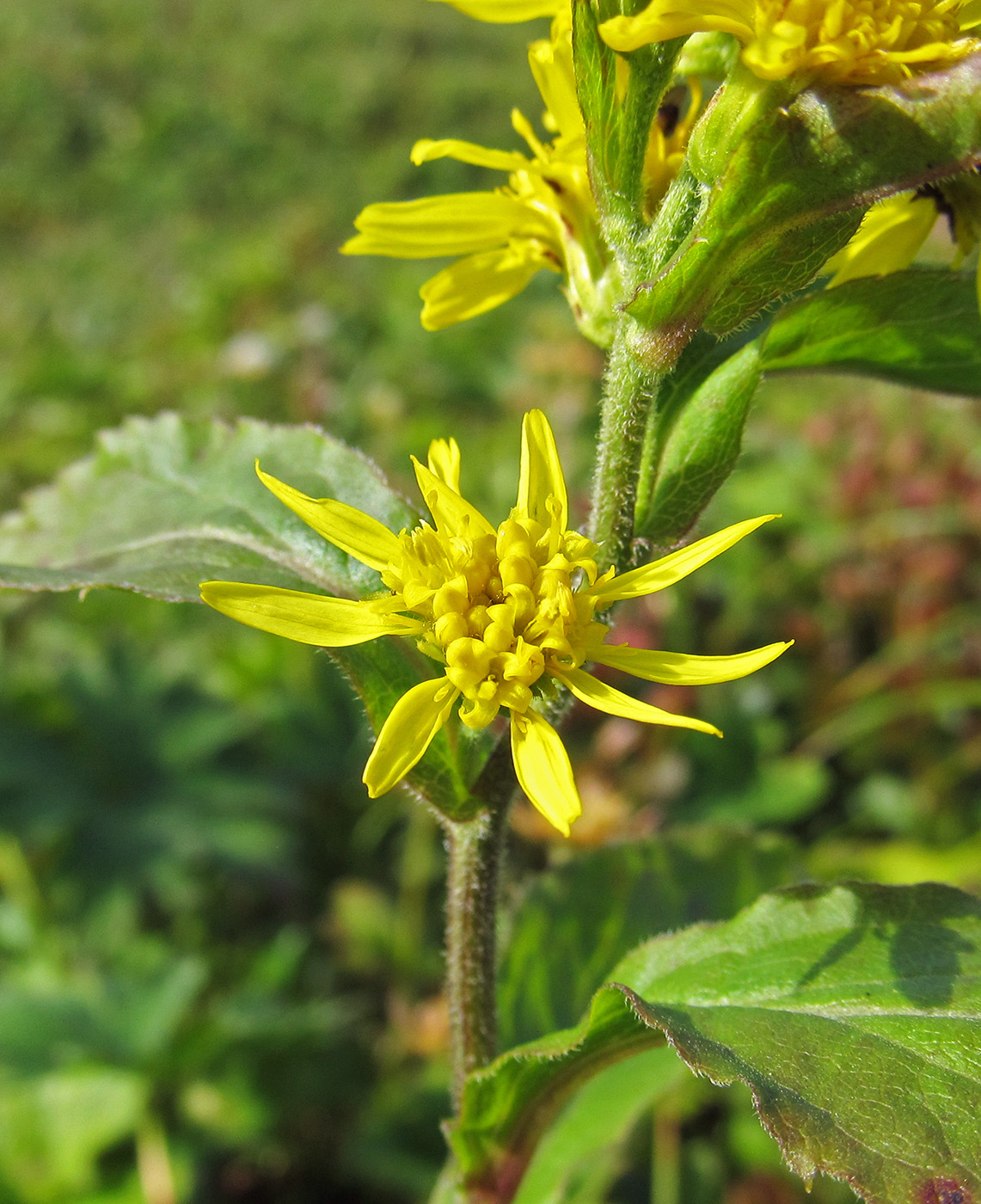 Изображение особи Solidago cuprea.