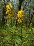 Solidago cuprea