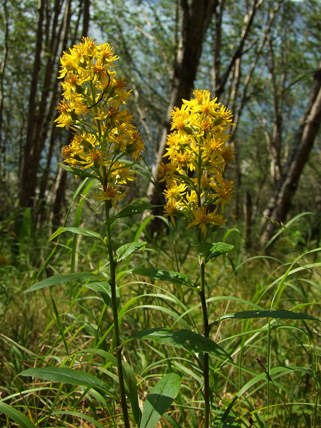 Изображение особи Solidago cuprea.