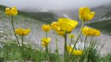 Ranunculus crassifolius. Верхушки побегов с цветками. Адыгея, Кавказский биосферный заповедник, Фишт-Оштенский массив, юго-восточный отрог горы Оштен, ≈ 2350 м н.у.м., среди камней. 13.08.2016.