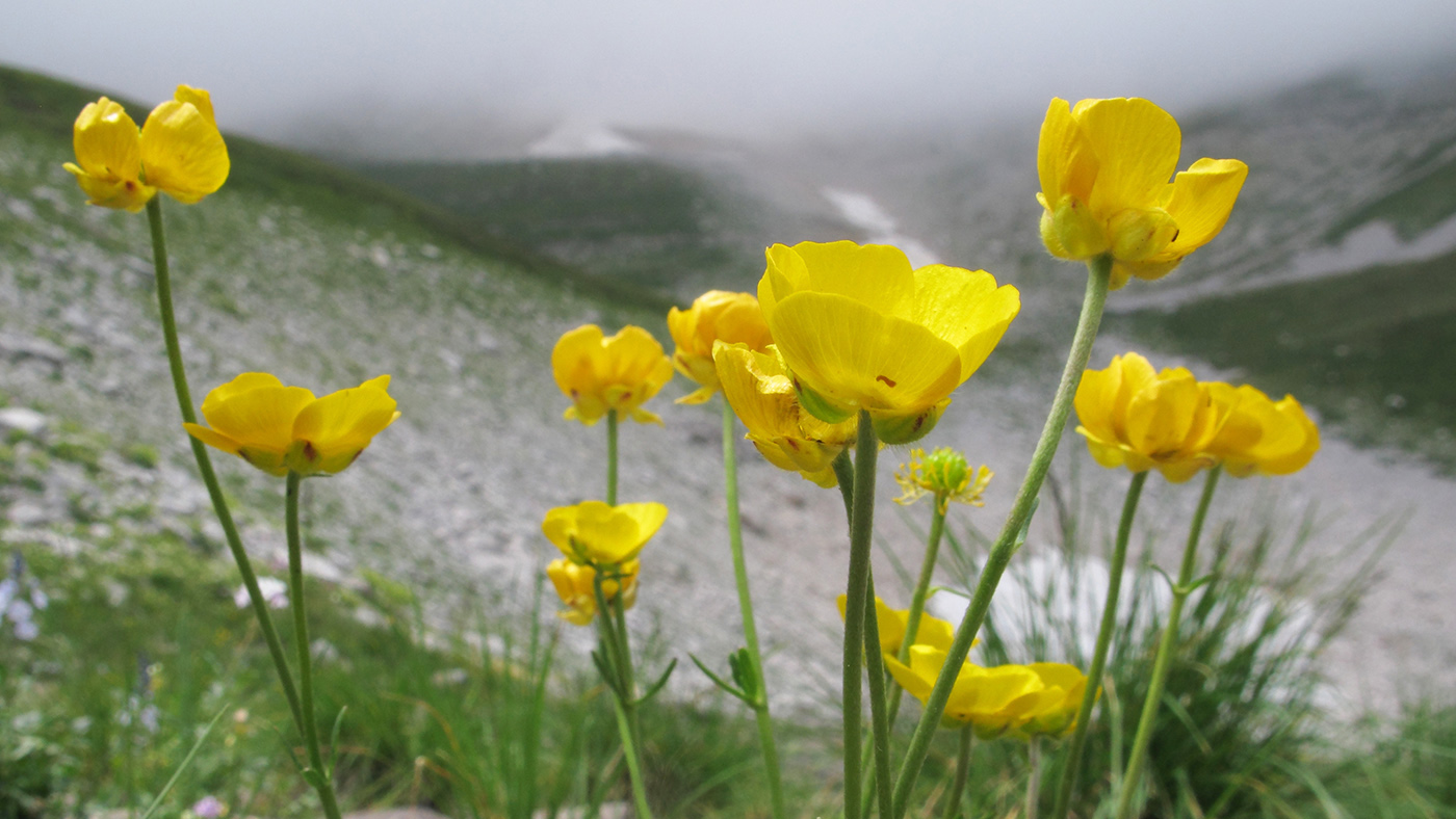 Изображение особи Ranunculus crassifolius.