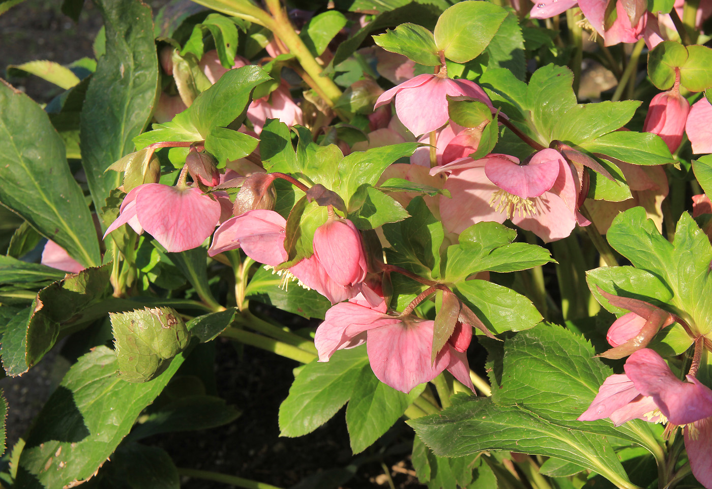 Изображение особи Helleborus abchasicus.