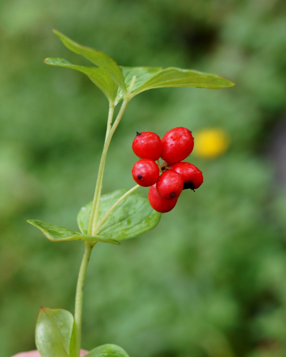 Изображение особи Chamaepericlymenum suecicum.