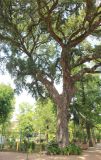 Quercus suber. Нижняя и средняя часть кроны старого дерева (посажено в 1810 г.). Италия, обл. Тоскана, г. Флоренция, ботанический сад, в культуре. 5 июня 2017 г.