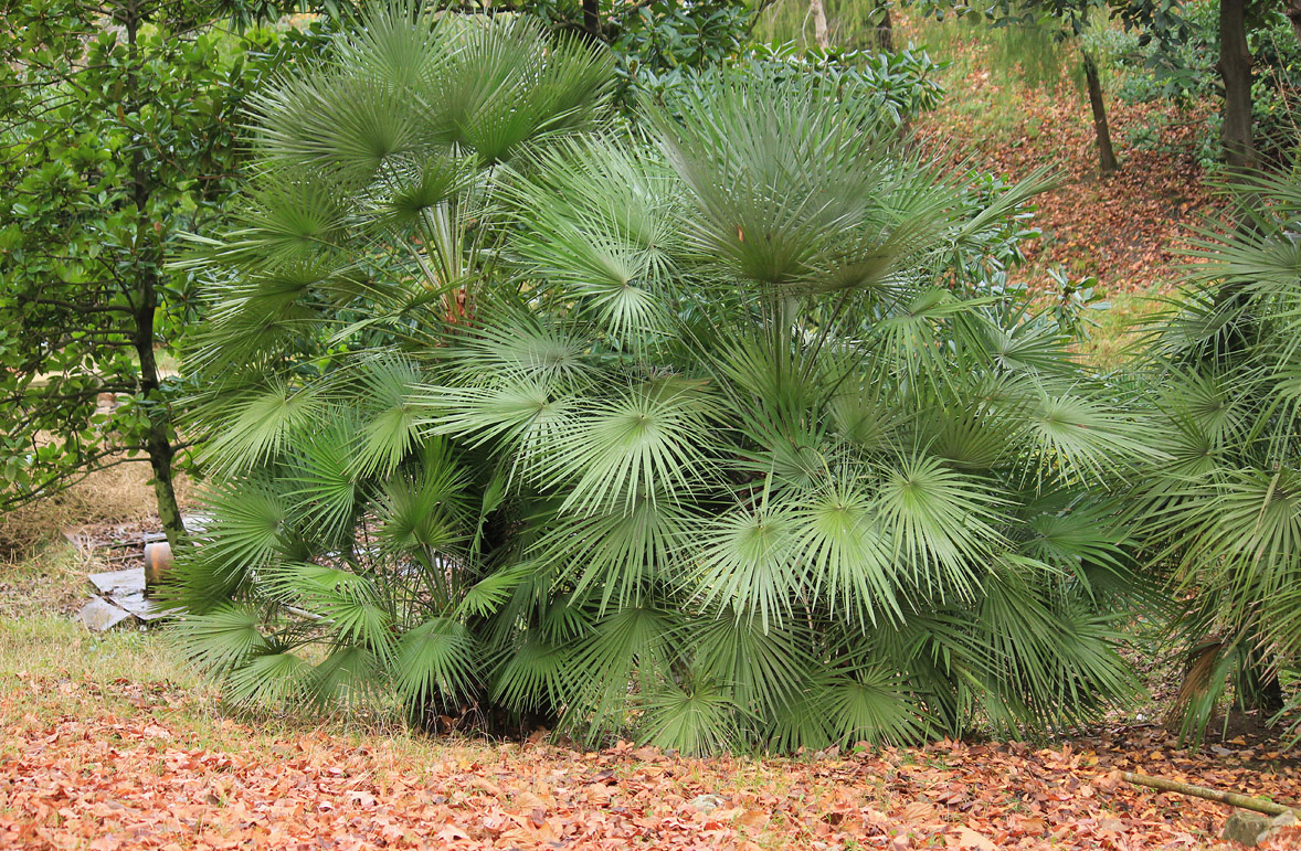 Image of Chamaerops humilis specimen.