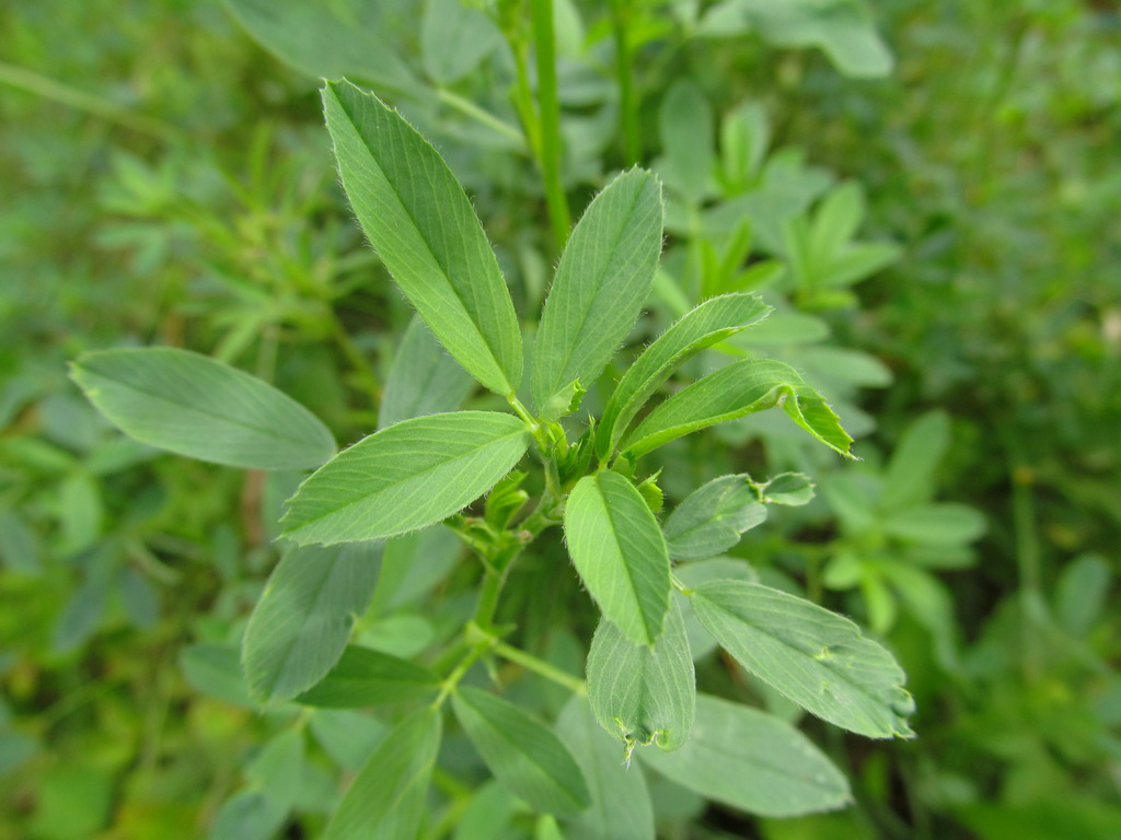 Image of Medicago &times; varia specimen.