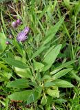 Saussurea amara. Цветущее растение. Якутия, ГО г. Якутск, окр с. Ст. Табага, луг в подошве сопки. 02.08.2016.