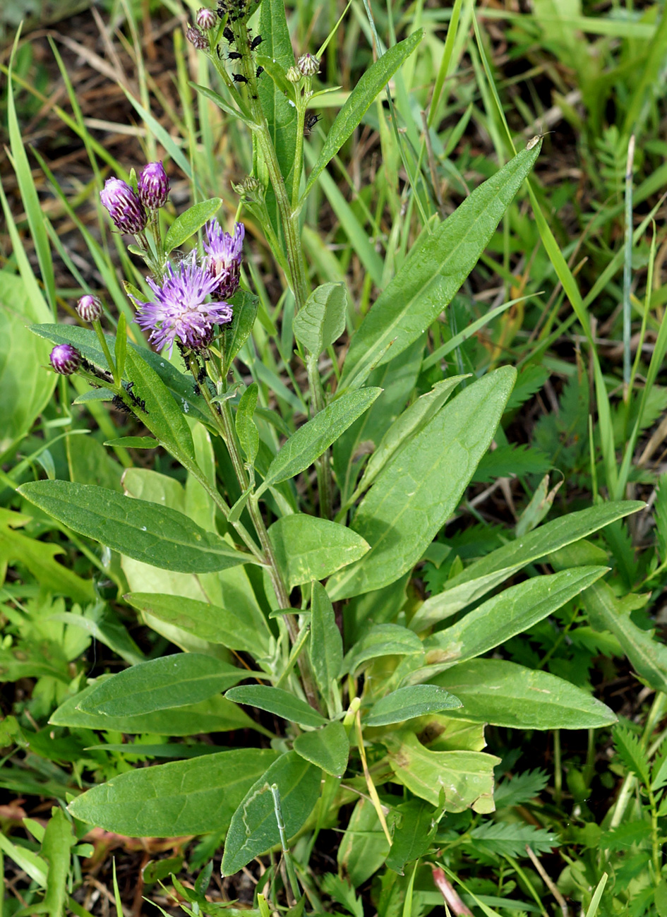 Изображение особи Saussurea amara.