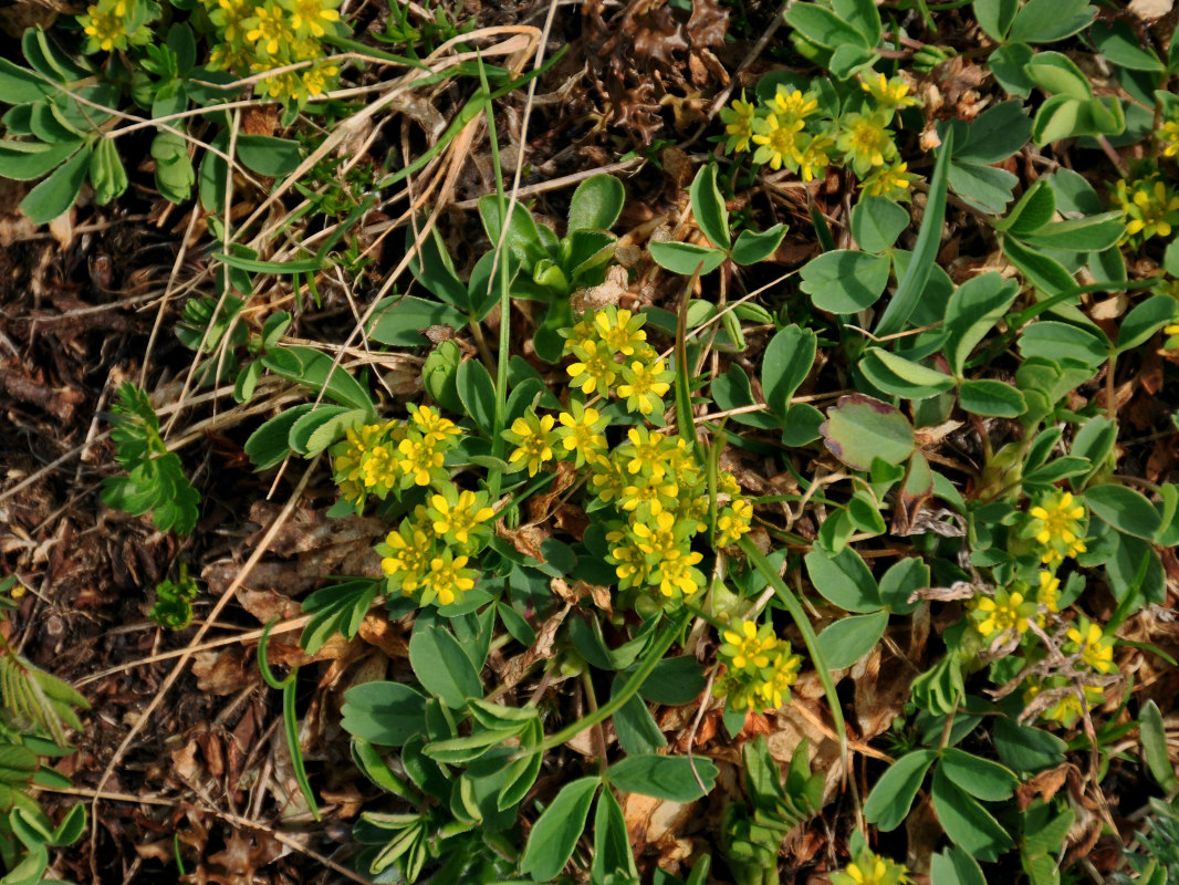 Image of Sibbaldia semiglabra specimen.