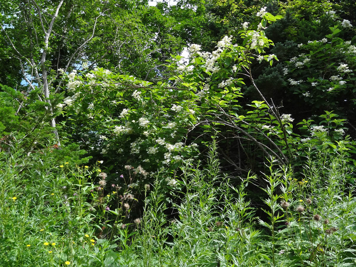 Изображение особи Hydrangea paniculata.