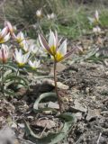 Tulipa biflora. Цветущее растение. Восточный Крым, горный массив Эчки-Даг, приморский склон. 01.04.2018.