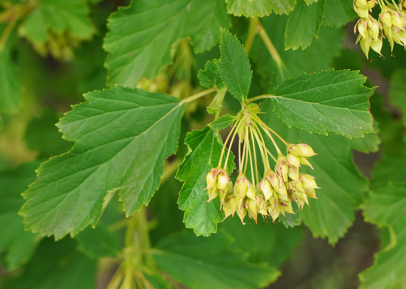 Изображение особи Physocarpus opulifolius.