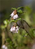 Vaccinium vitis-idaea. Верхушка веточки с соцветиями. Карелия, восточный берег оз. Топозеро, беломошный берёзово-елово-сосновый лес. 18.07.2017.