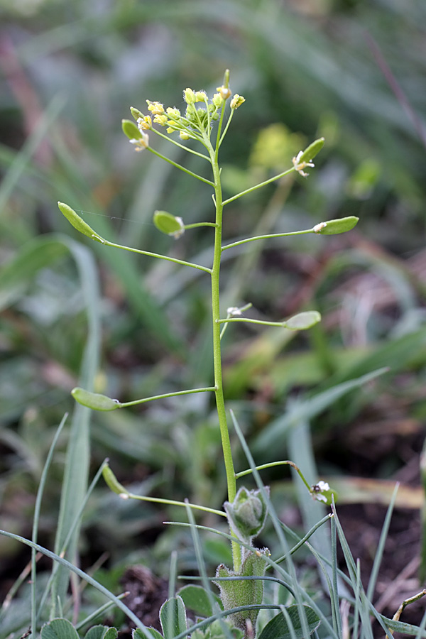 Image of Draba nemorosa specimen.