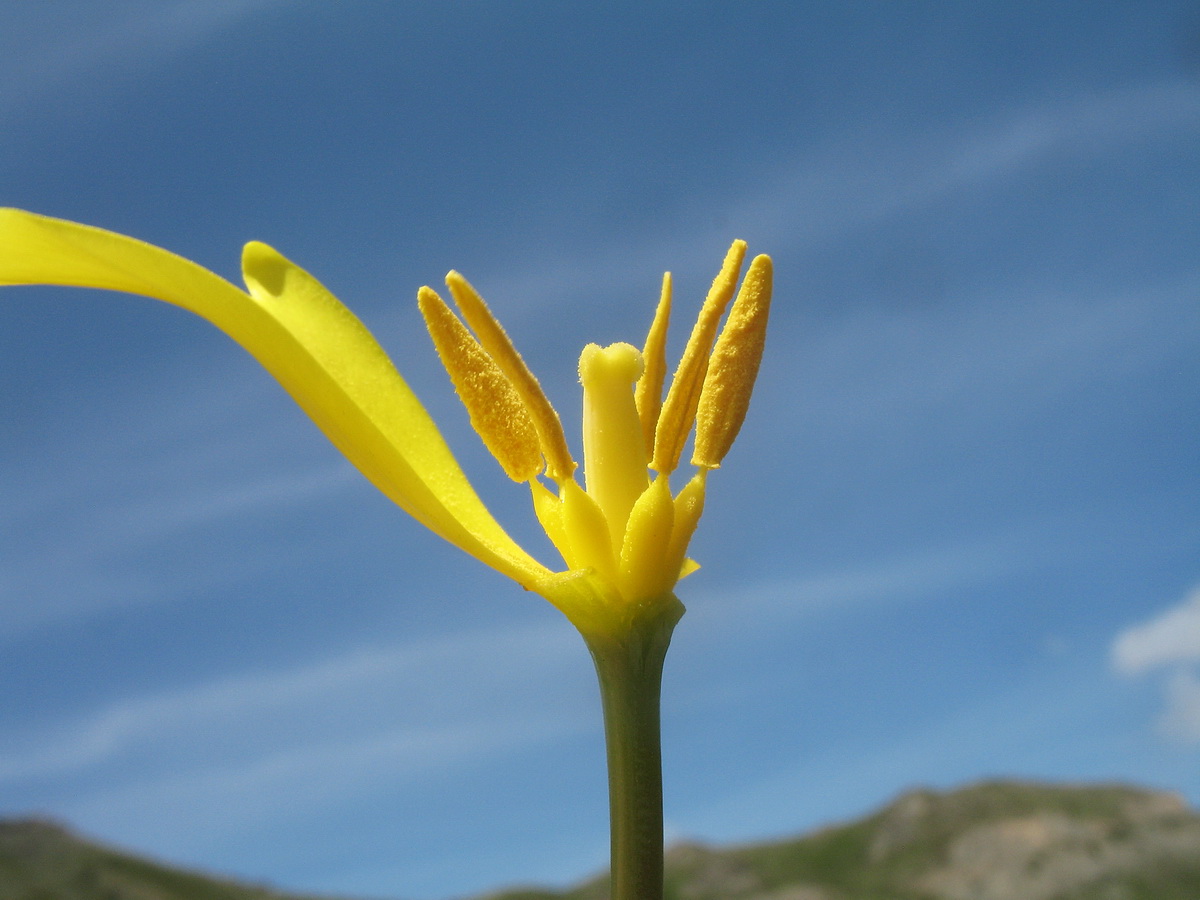 Изображение особи Tulipa brachystemon.