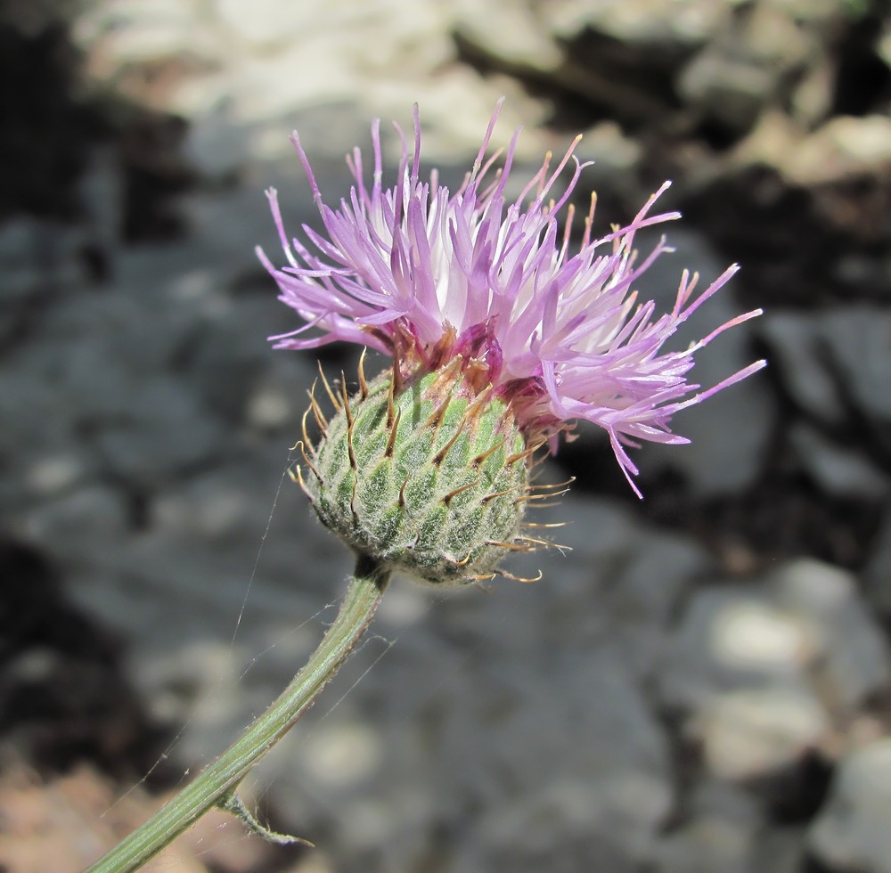 Image of Klasea haussknechtii specimen.