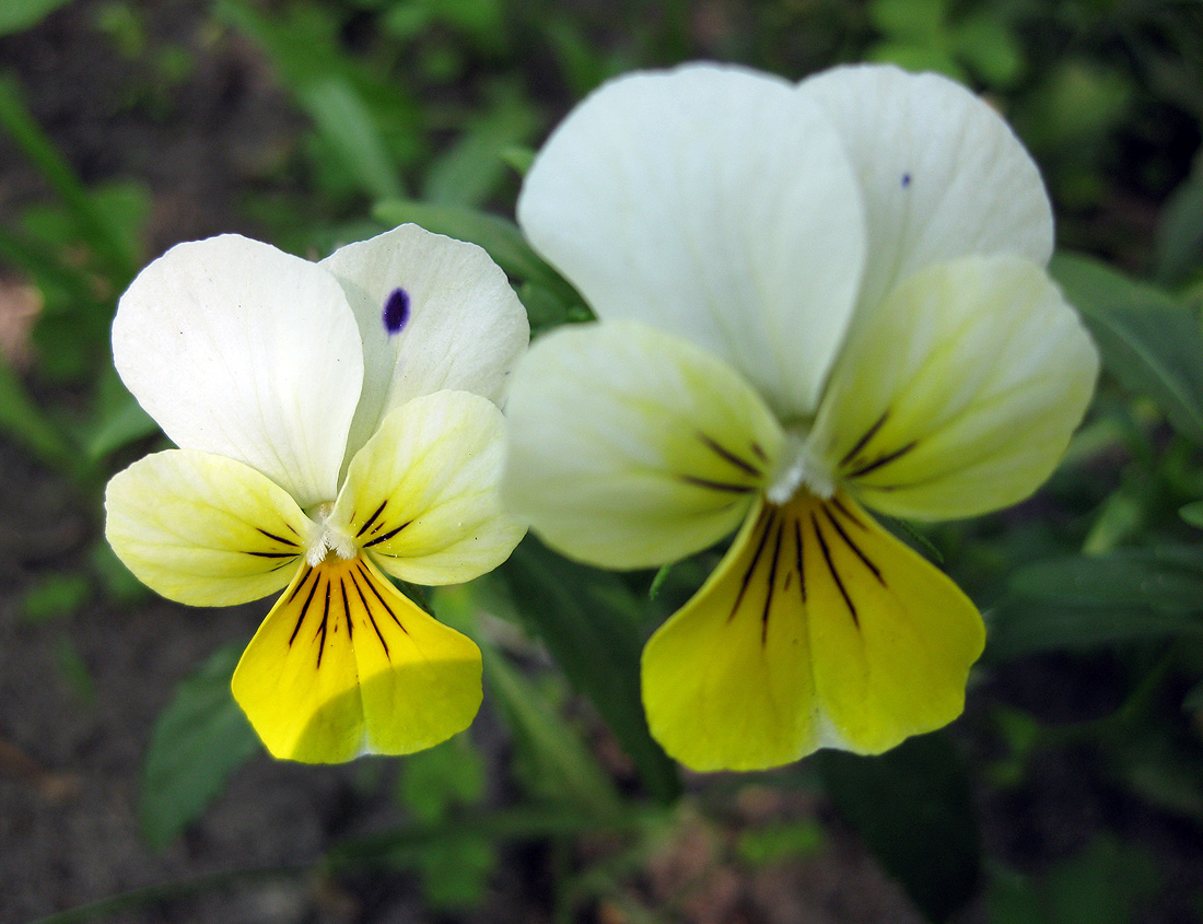 Image of Viola wittrockiana specimen.