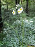 Tripleurospermum inodorum