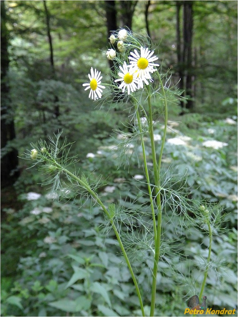 Изображение особи Tripleurospermum inodorum.