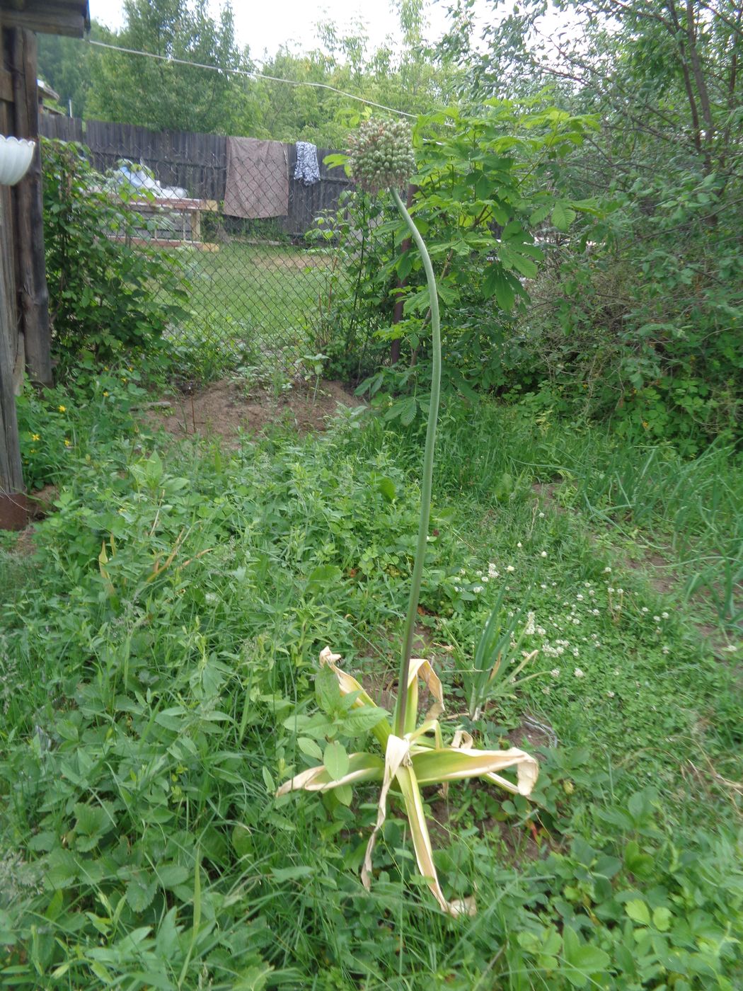 Image of Allium aflatunense specimen.