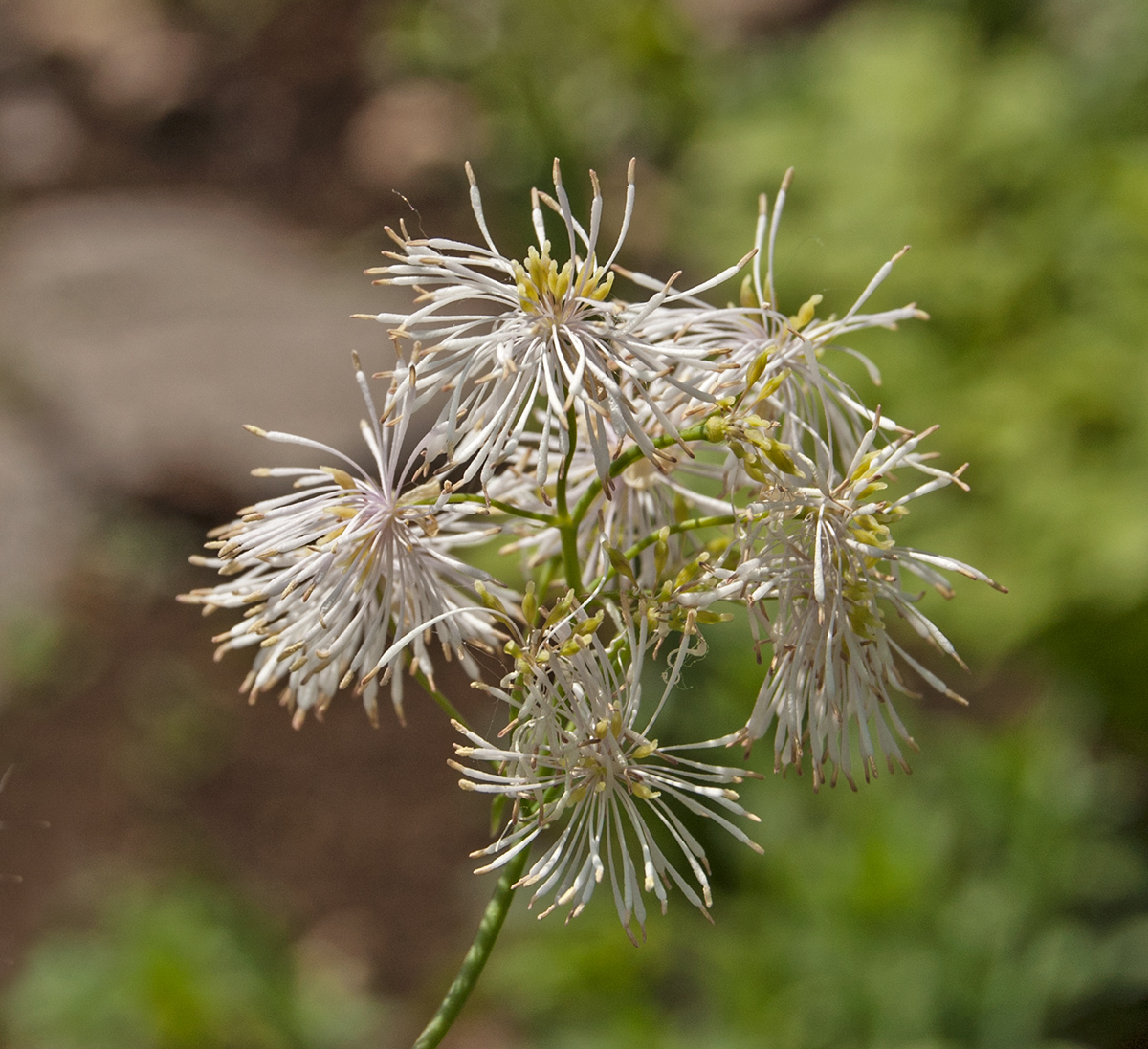 Изображение особи Thalictrum aquilegiifolium.