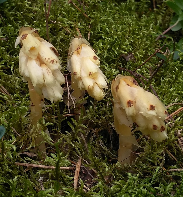 Image of Hypopitys monotropa specimen.