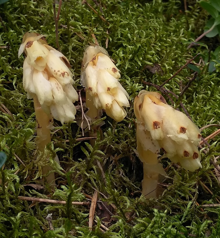 Изображение особи Hypopitys monotropa.