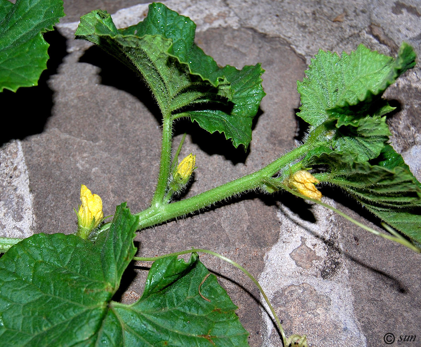 Image of Cucurbita pepo specimen.