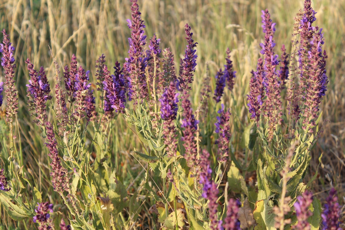 Изображение особи Salvia deserta.