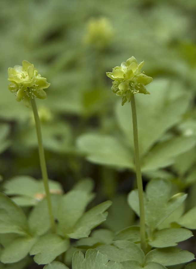 Image of Adoxa moschatellina specimen.