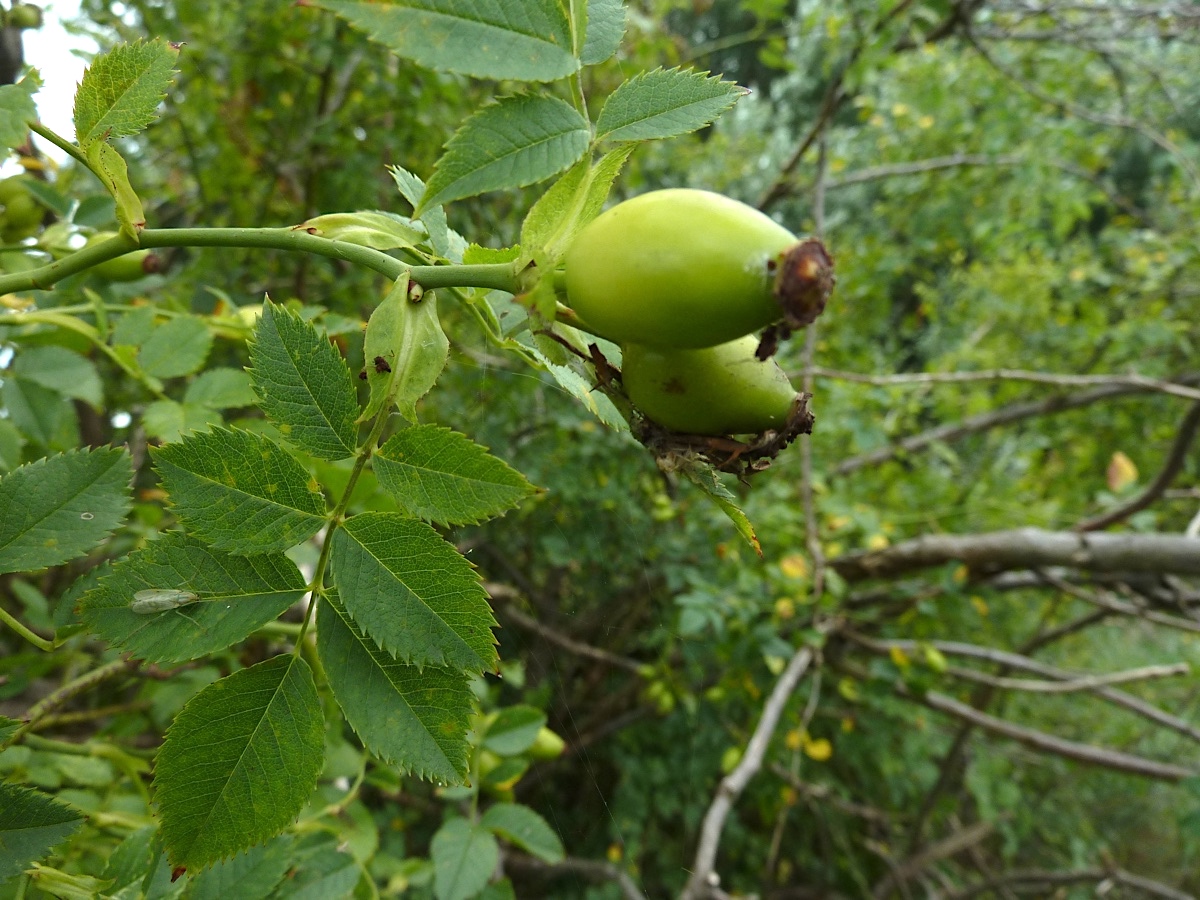 Image of Rosa canina specimen.