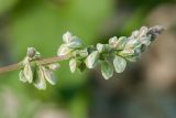 Fallopia convolvulus. Верхушка соплодия(?). Псковская обл., Псковский р-н, окр. погоста Выбуты, берег р. Великая, подошва известнякового обрыва, щебнистая россыпь. 26.06.2018.