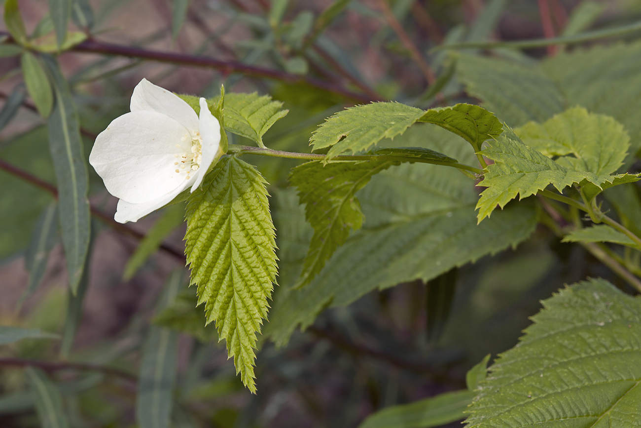 Изображение особи Rhodotypos scandens.