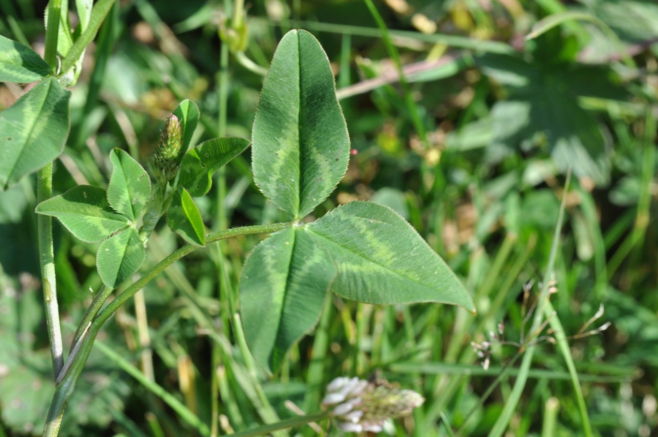 Image of Trifolium ambiguum specimen.