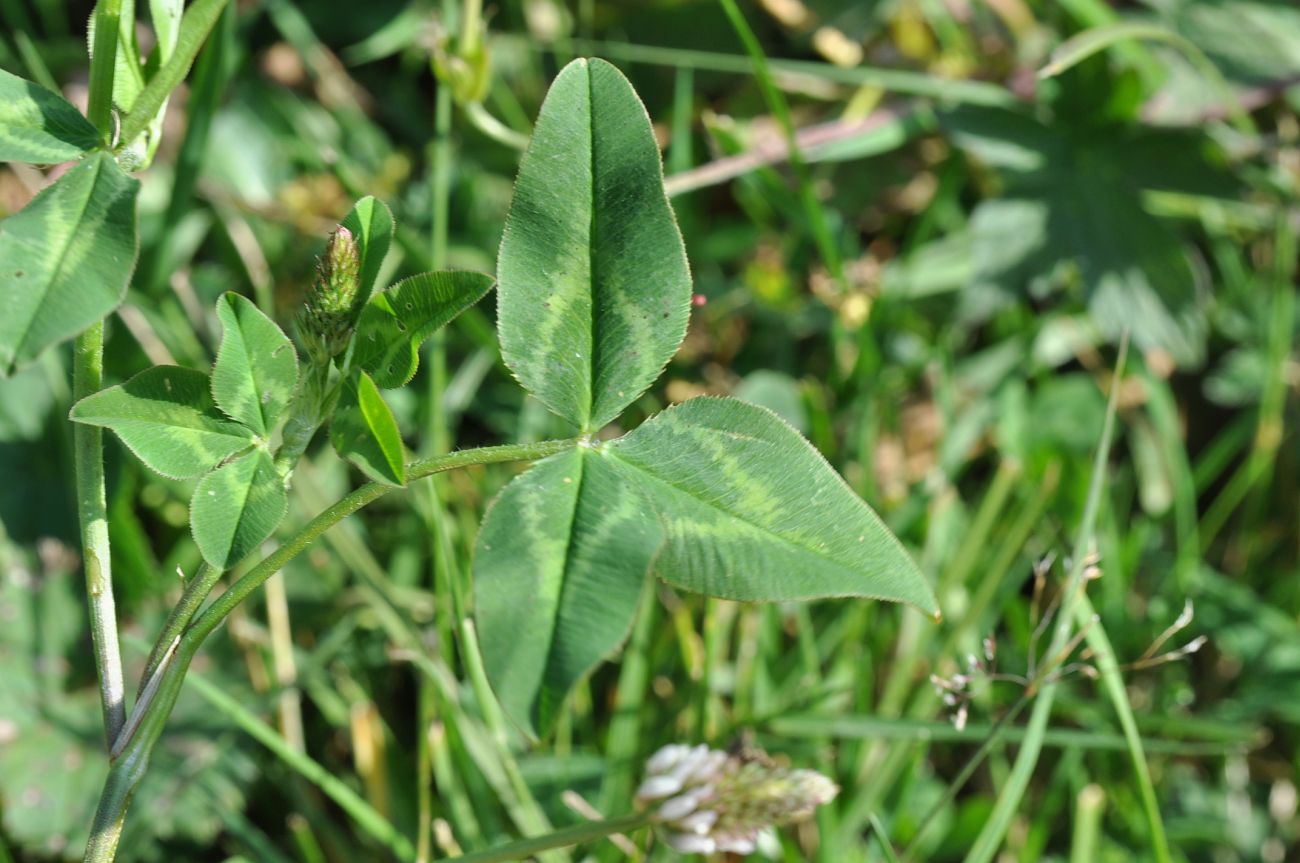 Изображение особи Trifolium ambiguum.