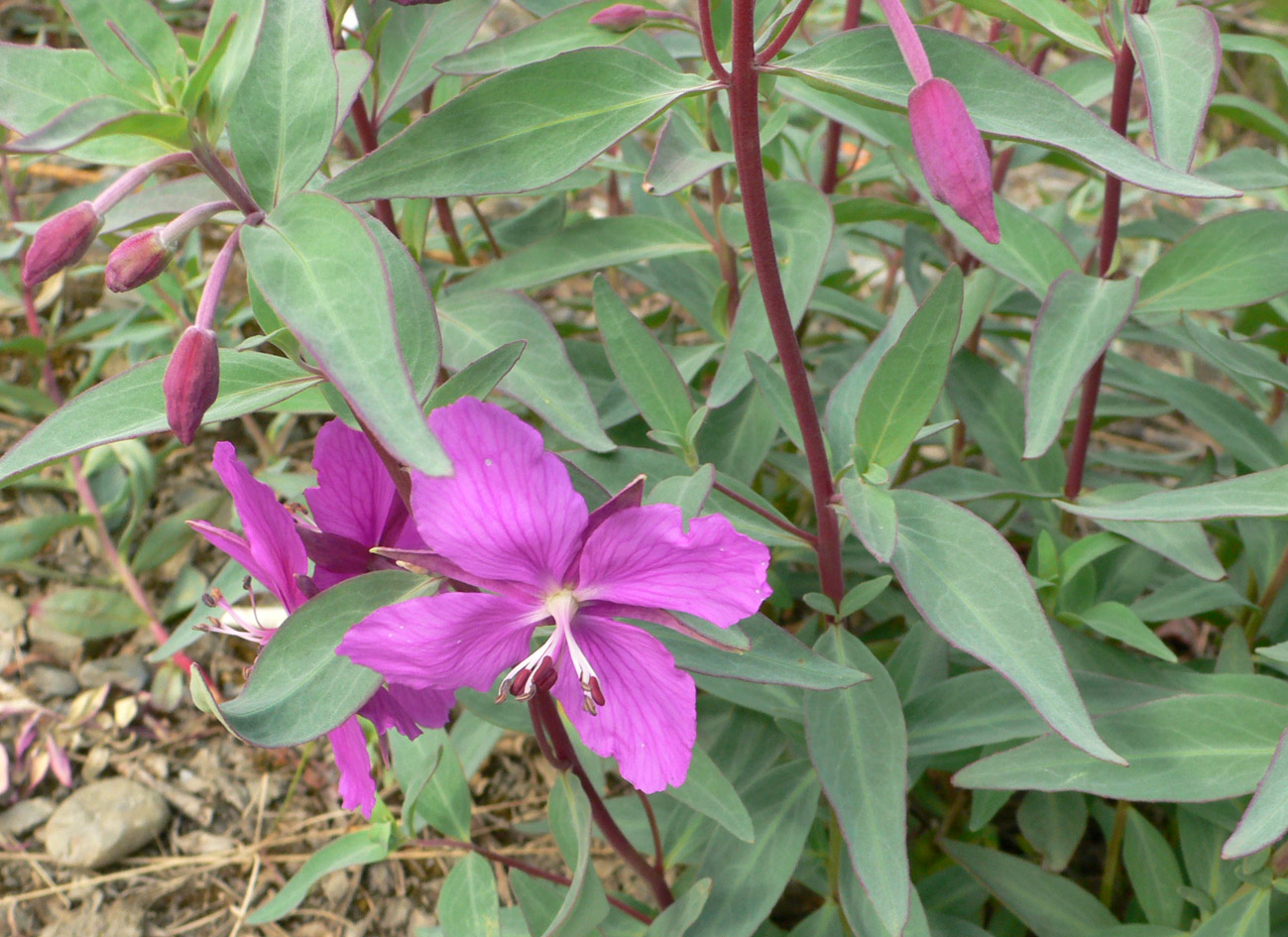 Image of Chamaenerion latifolium specimen.