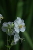 Geranium phaeum