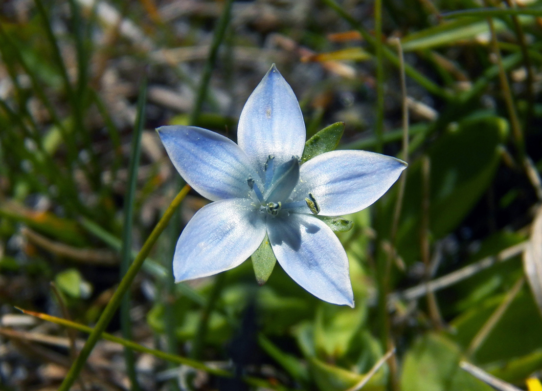 Image of Lomatogonium carinthiacum specimen.