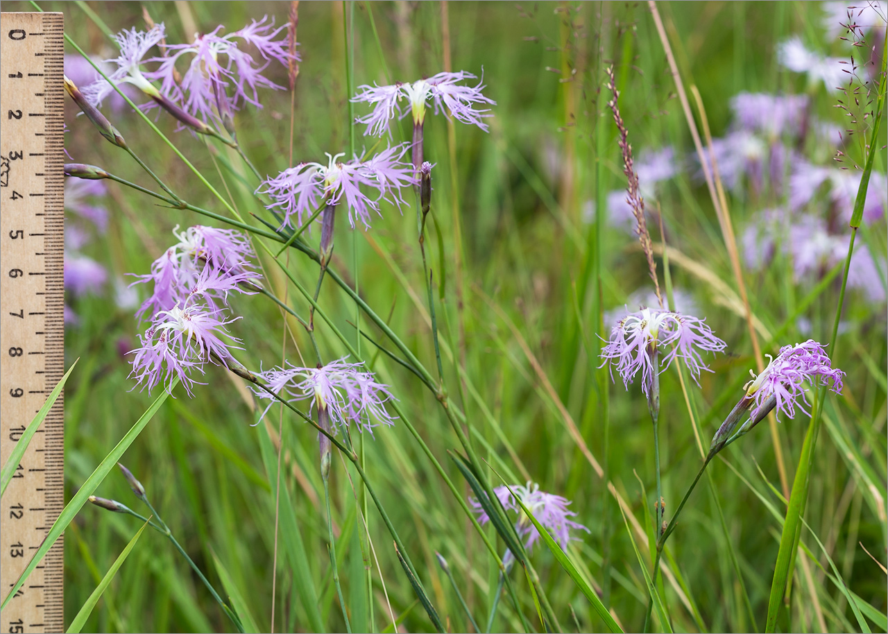 Изображение особи Dianthus superbus.