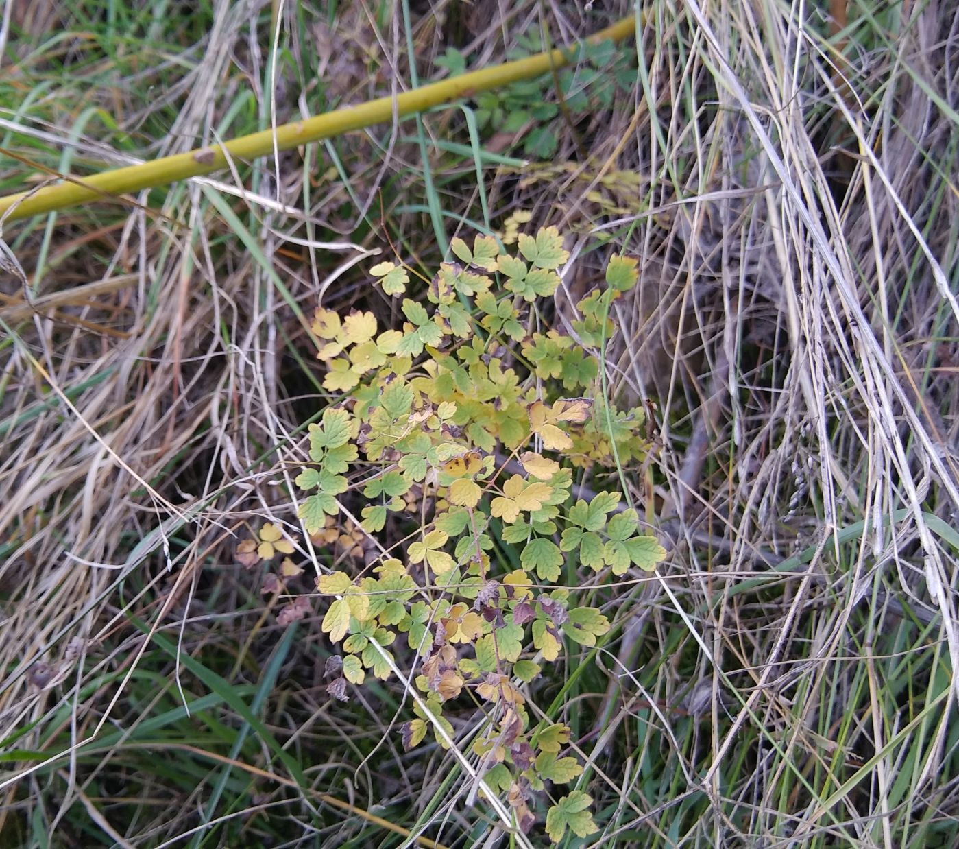 Image of Thalictrum foetidum specimen.