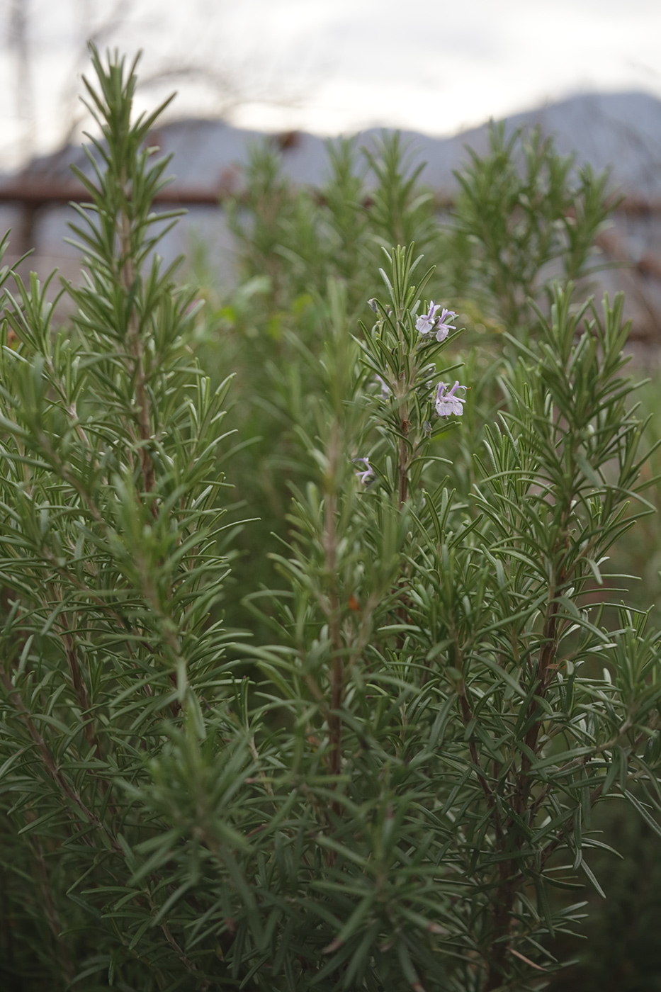 Image of Rosmarinus officinalis specimen.