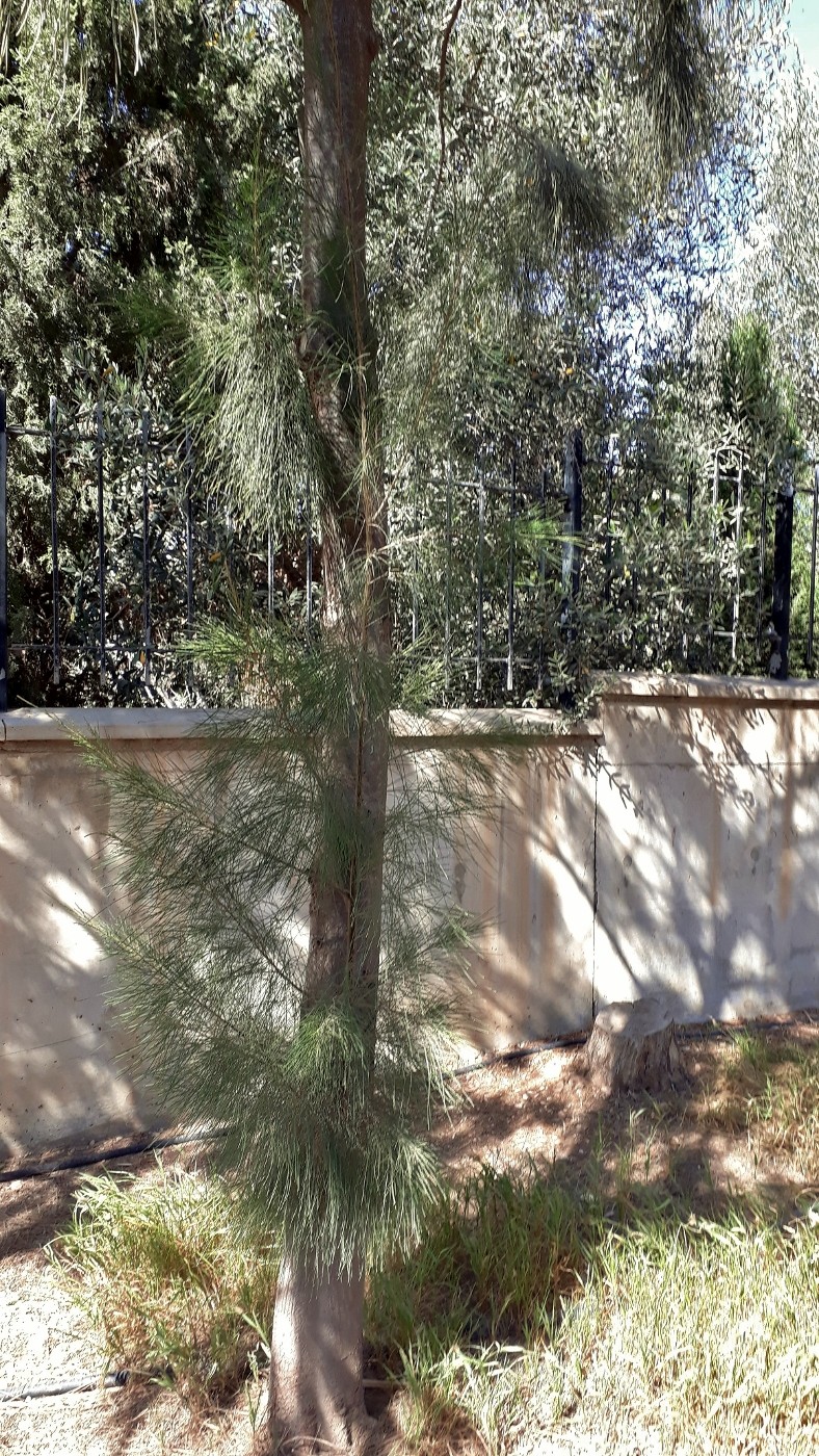 Image of genus Casuarina specimen.
