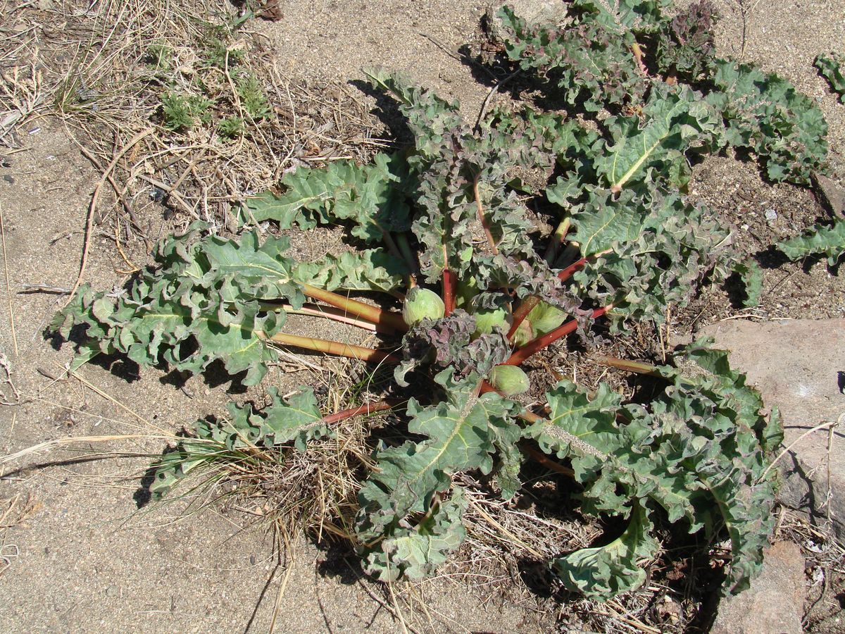 Image of Rheum rhabarbarum specimen.