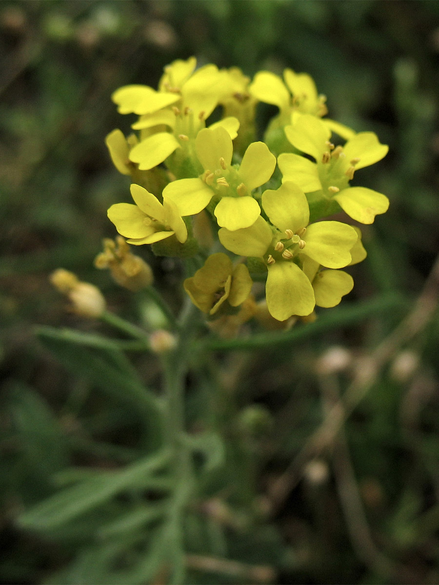 Изображение особи Alyssum iljinskae.