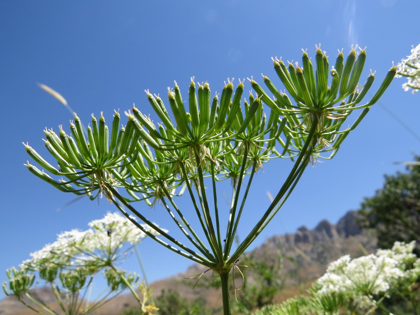 Изображение особи Oedibasis platycarpa.