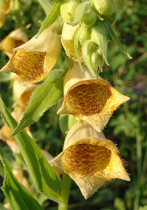 Image of Digitalis grandiflora specimen.