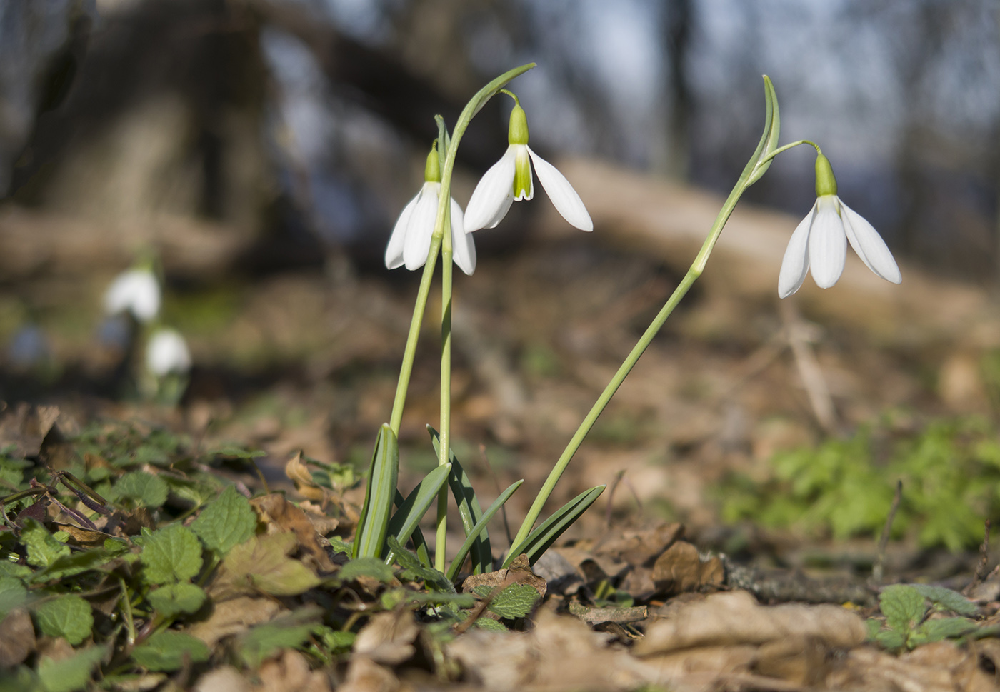 Изображение особи Galanthus plicatus.