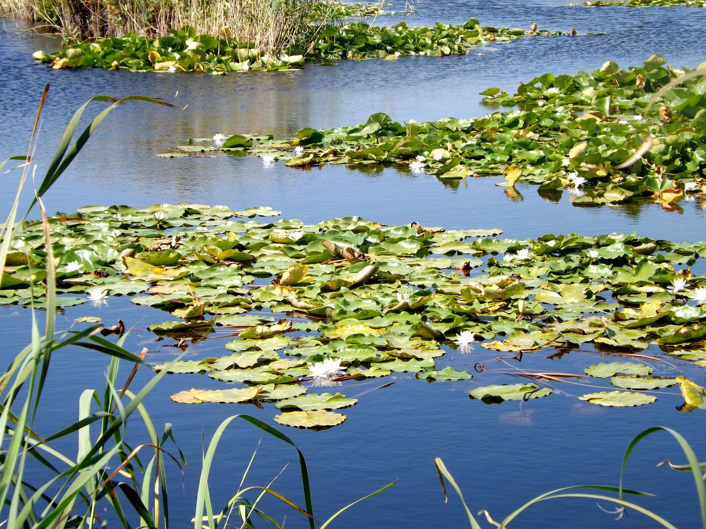 Изображение особи Nymphaea alba.